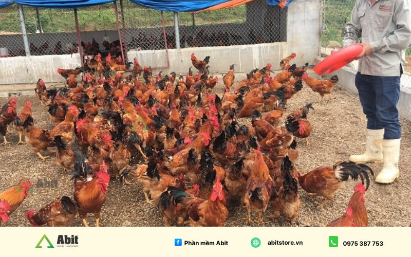 Nuôi gà thả vườn ở nông thôn